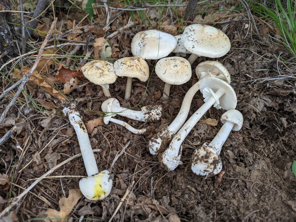 Amanita bisporigera