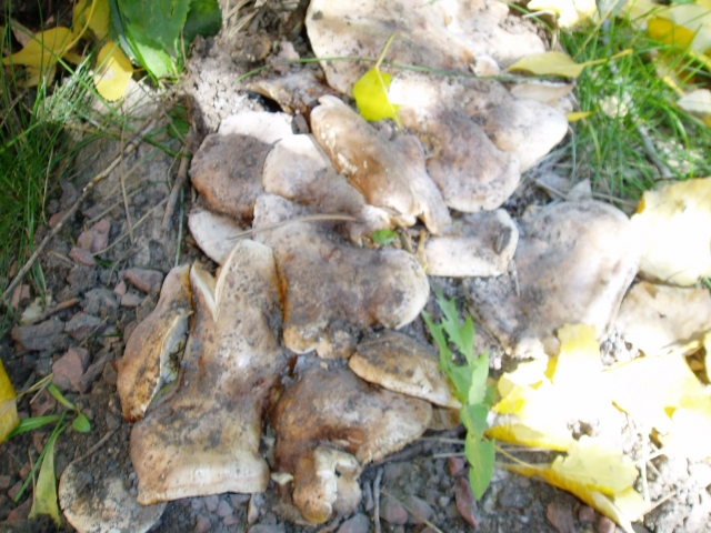 Tricholoma populinum