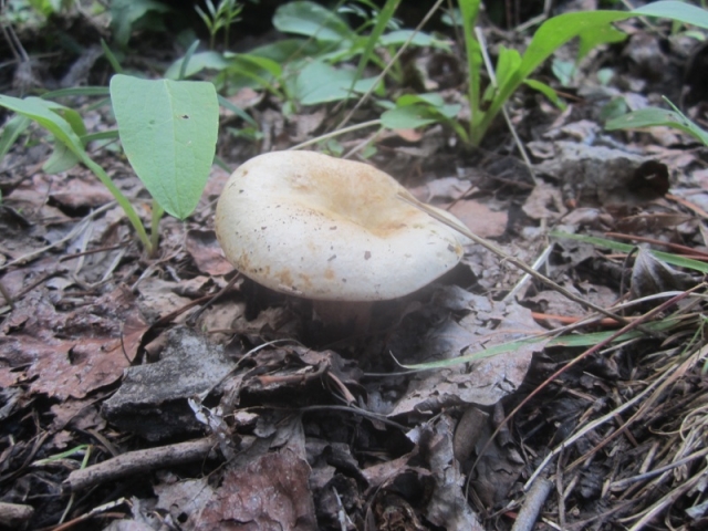 Lactarius deliciosus