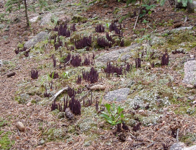 Purple Coral, Clavaria purpurea