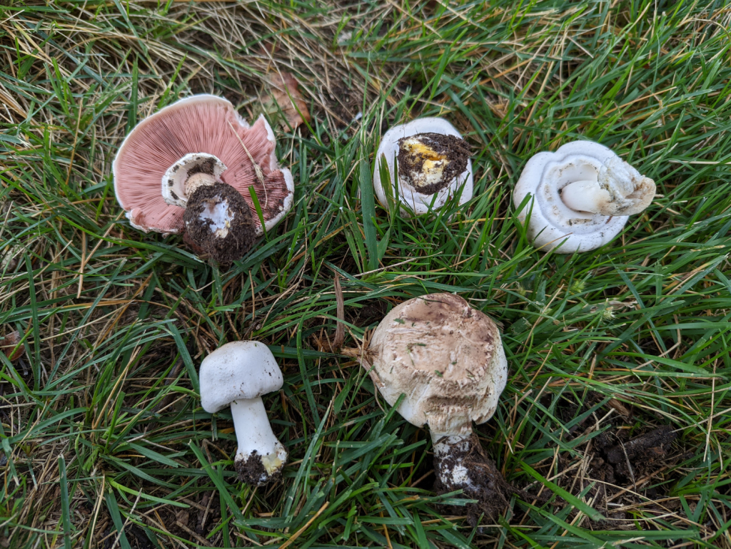 Agaricus xanthodermus, Agaricus sect. Xanthodermatei