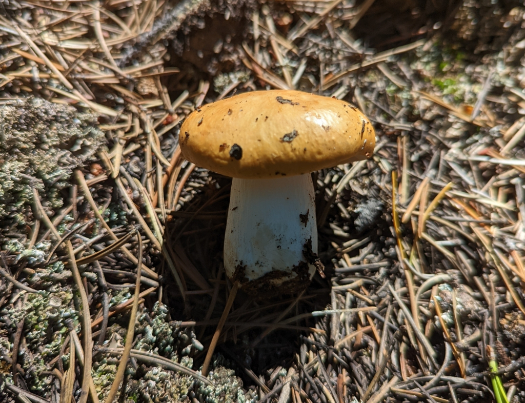 Russula decolorans