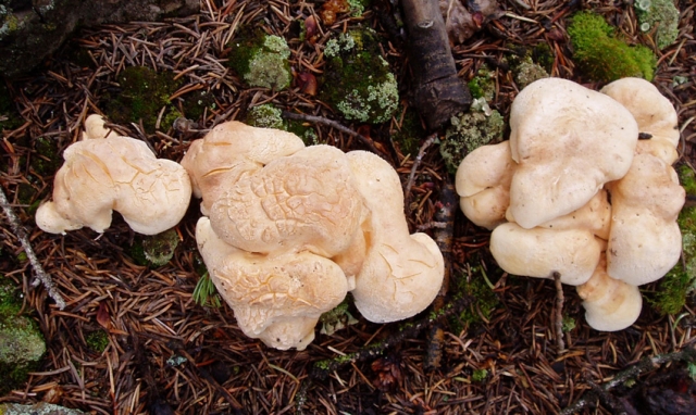 Albatrellopsis confluens