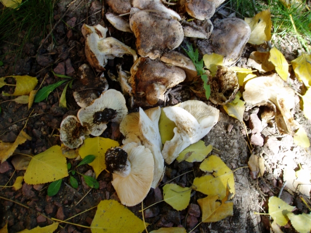 The Sand Mushroom
