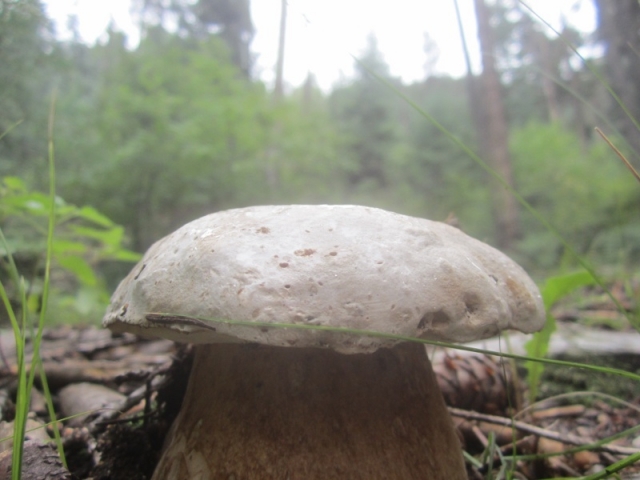 Boletus barrowsii