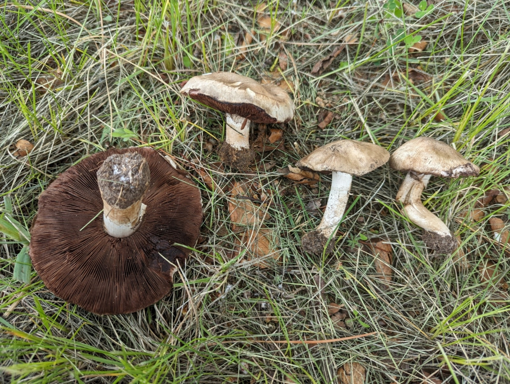 Button Mushroom