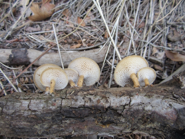 Polyporus arcularius