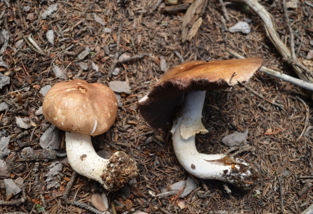 Agaricus julius