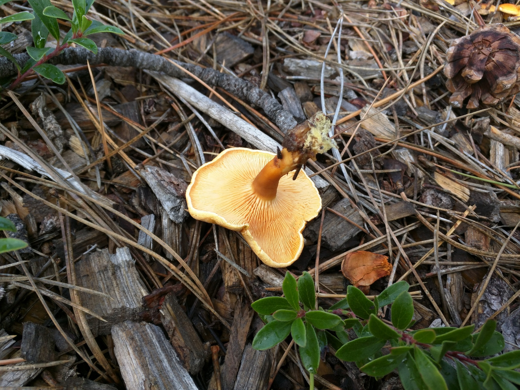 False Chanterelle