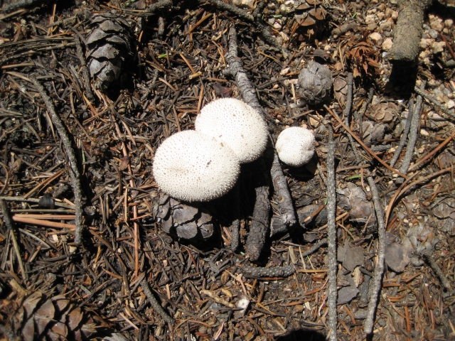 Gem Studded Puffball, Devils Snuffbox