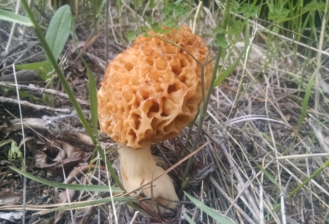 Morchella americana