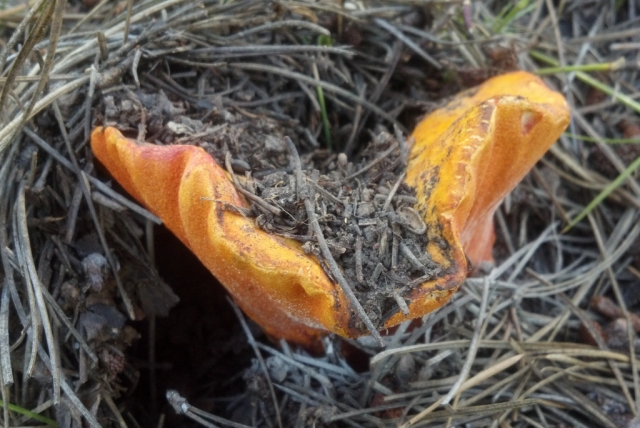 Hypomyces lactifluorum