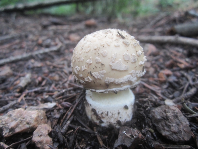 Amanita pantherina (The Panther, Western Panther, Amanita