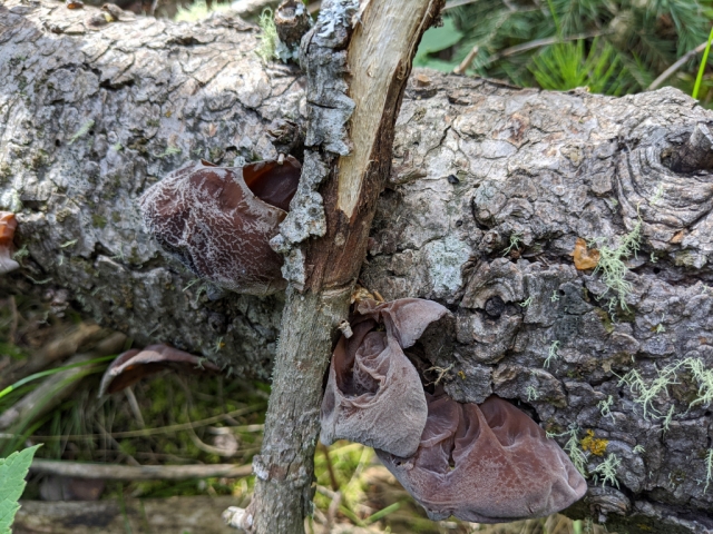 Auricularia americana