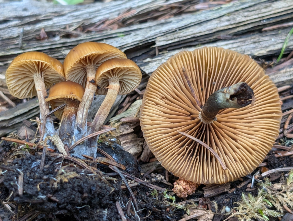 Galerina marginata