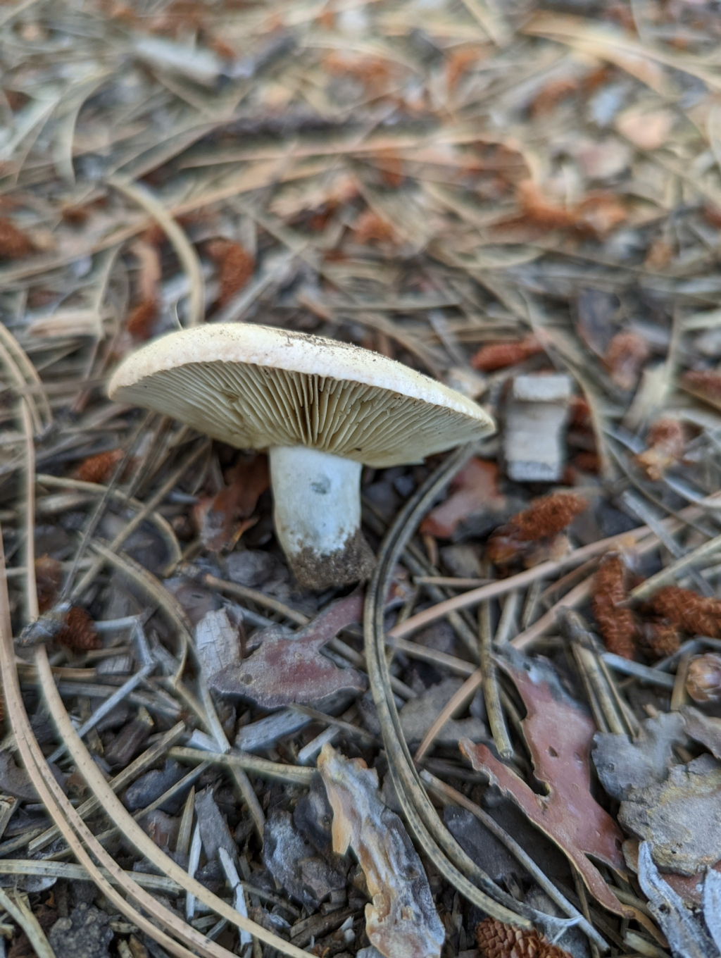 Lactarius barrowsii