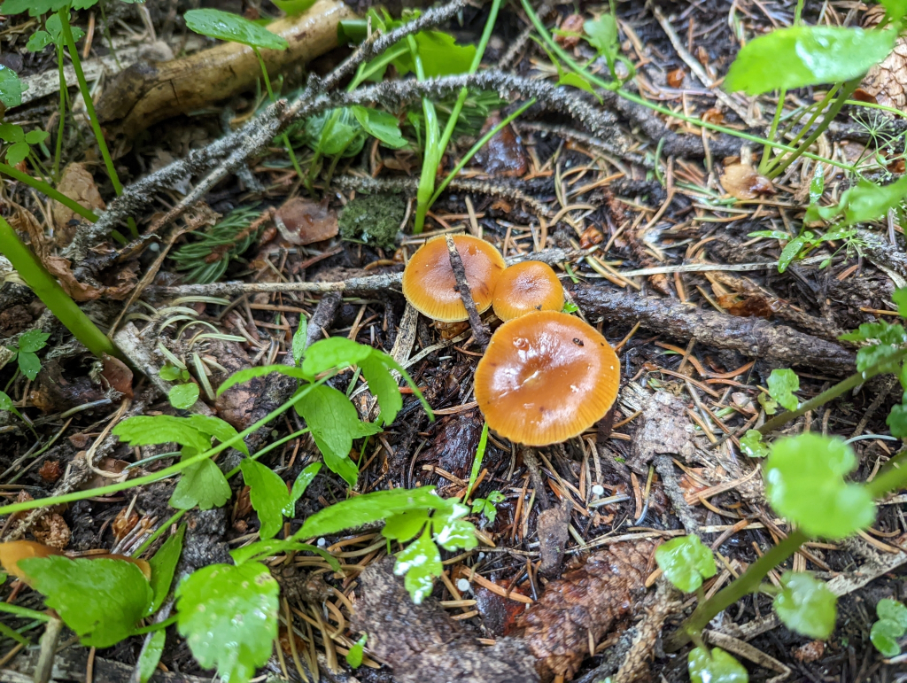 Deadly Galerina