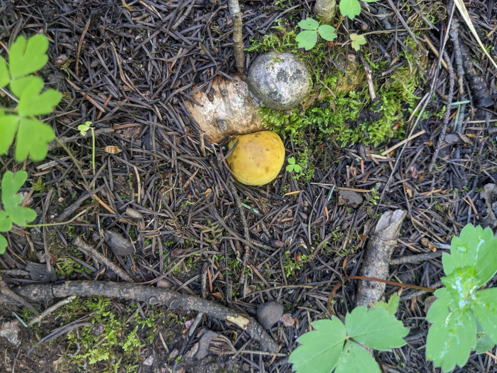 False truffle