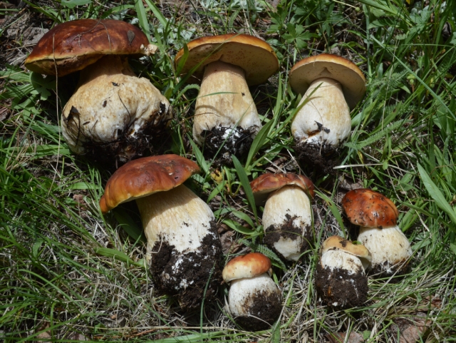 Boletus rubriceps