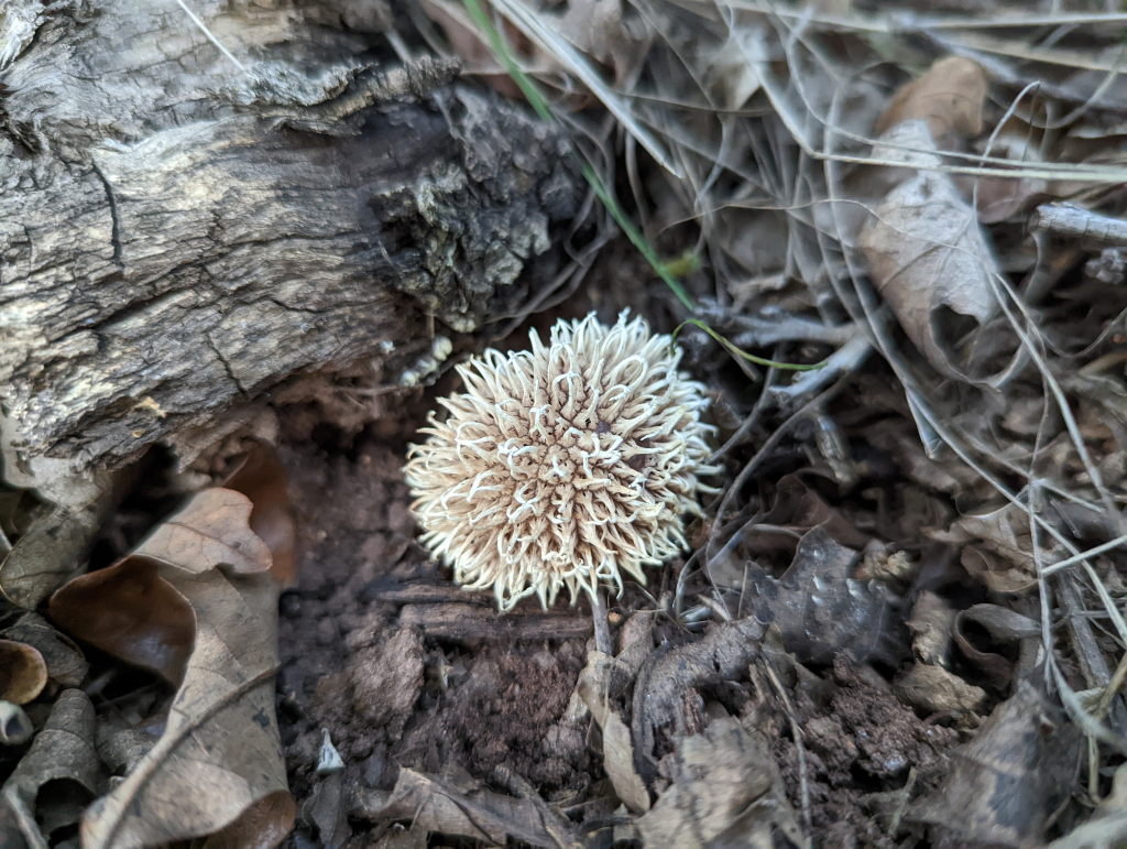 Lycoperdon echinatum