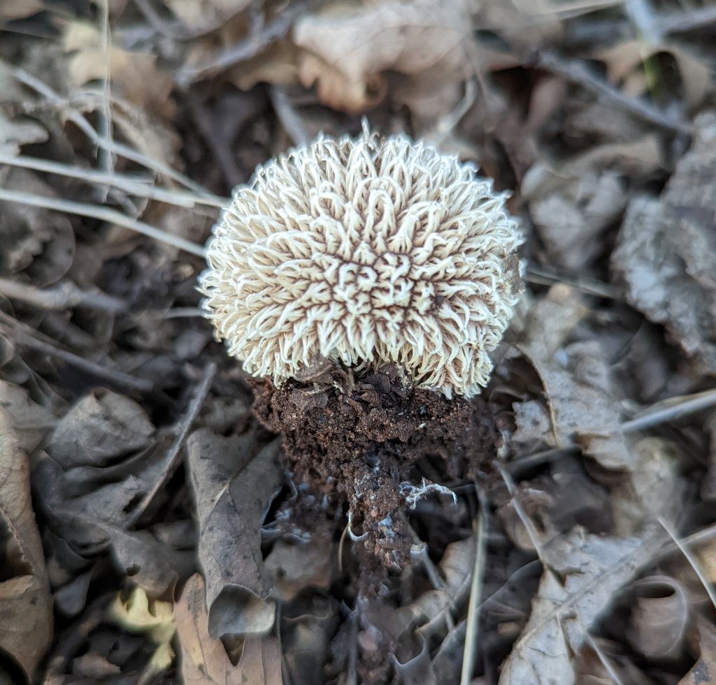 Spiny Puffball