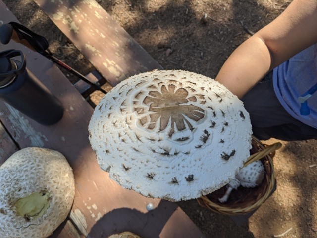 Chlorophyllum rhacodes