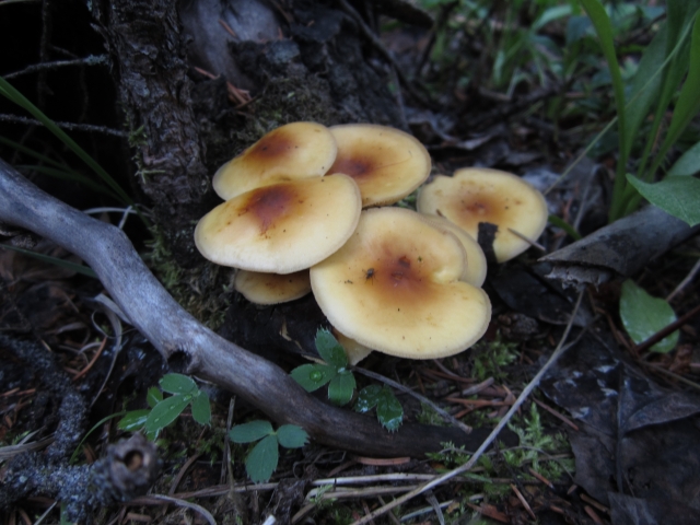 Flammulina populicola