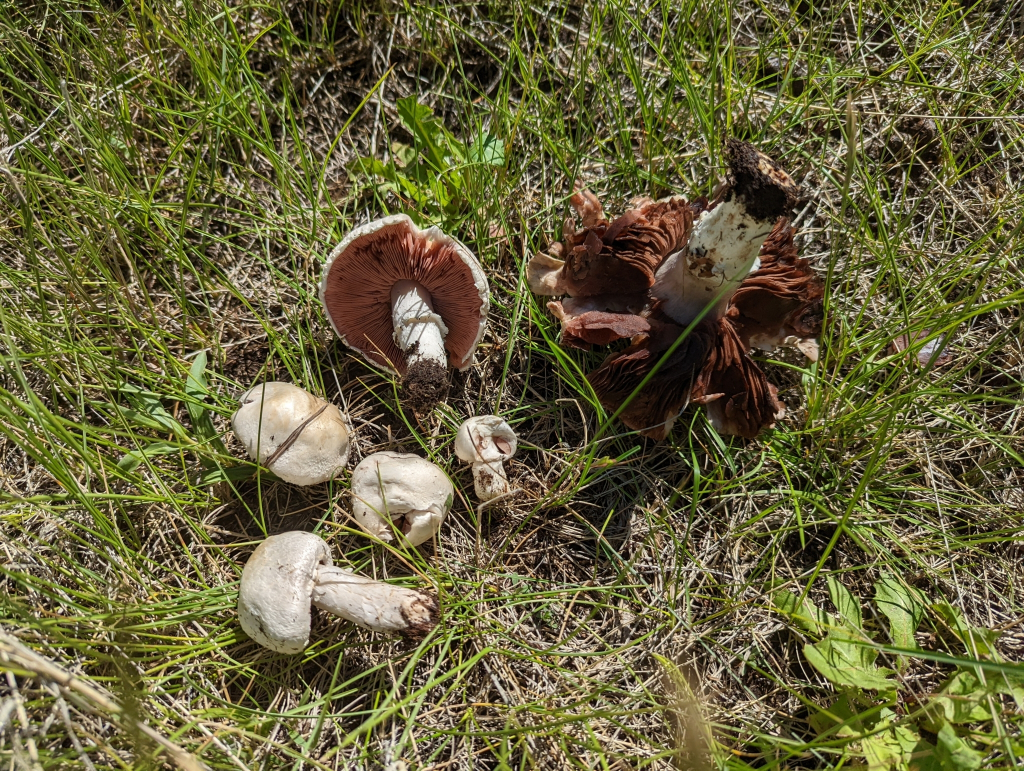 Agaricus campestris