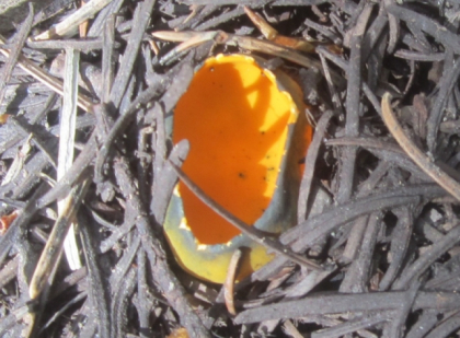 Cup Fungi