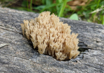 Coral Fungi