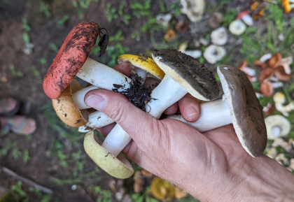 Russula