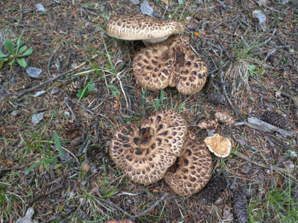 Tooth Fungi