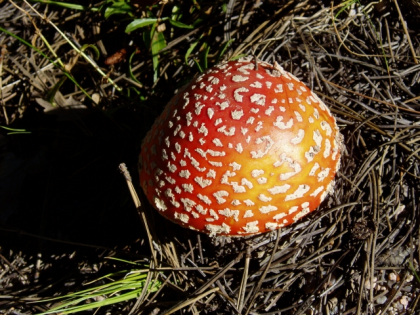 Amanitas