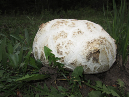 Puffballs