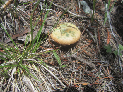 Milky Caps