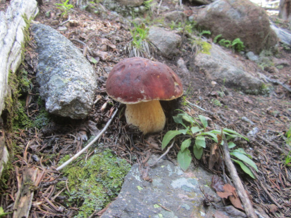 Boletes