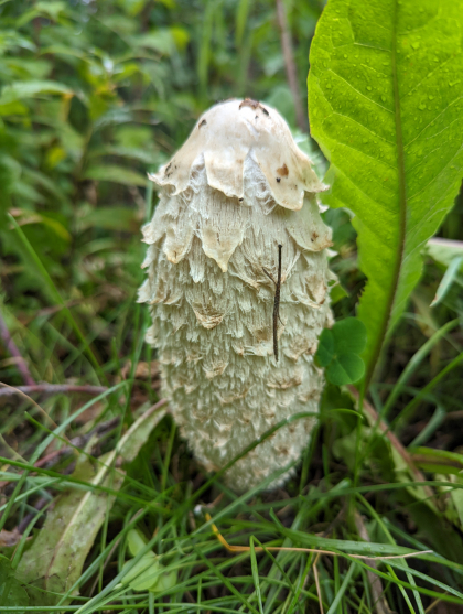 Inky Caps