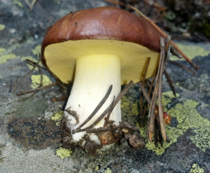 Suillus